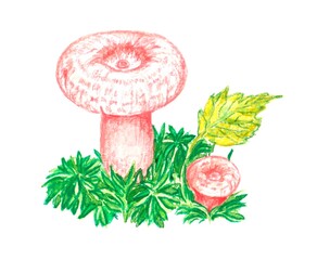 watercolor drawing, element, mushroom