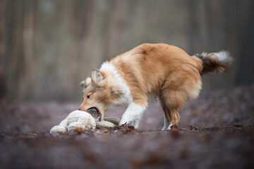 Young Sheltie puppy playing with his toy rabbit in the forest