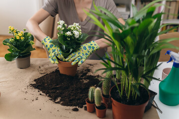young woman transplanting flowers at home. spring activities.