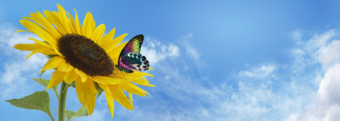 Butterfly and Sunflower Blue Sky Banner - Large sunflower head against a summer blue sky background with a multicoloured resting butterfly and space for copy   © Nikki Zalewski