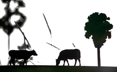 silhouette of a cows