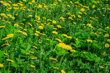 Field of yellow dandelions in early spring
