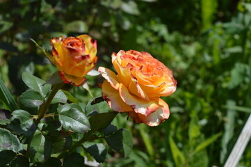 orange rose flower