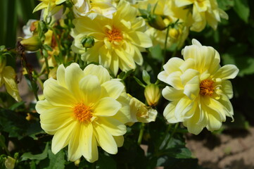 yellow flowers in the garden