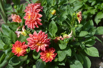 orange dahlia in the garden