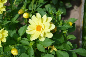 yellow dahlia in the garden