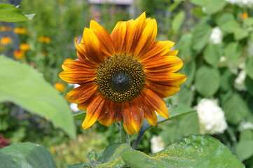decorative sunflower