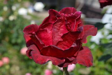 red rose