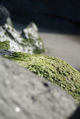 green moss on a stone