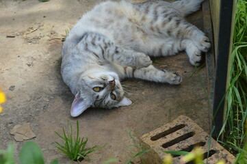 cat in the garden