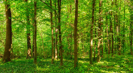 Sunlight in the green forest, spring time