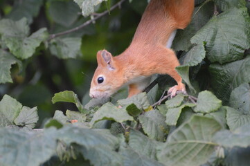 squirrel in the foliage