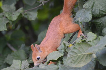 squirrel in the foliage