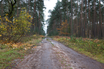 Fototapeta na wymiar Road in a pine forest, autumn.