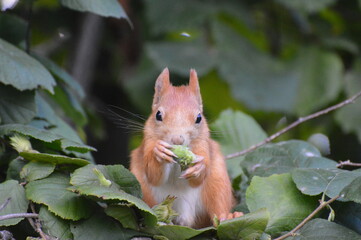 a squirrel in the foliage eats a nut
