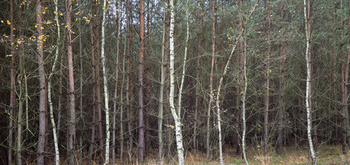 Fototapeta premium A young pine forest with birches growing on the edge, autumn.