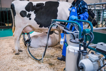 Automated milking suction machine with teat cups during work with cow udder at cattle dairy farm, exhibition, trade show. Automated technology equipment, agriculture industry, animal husbandry concept