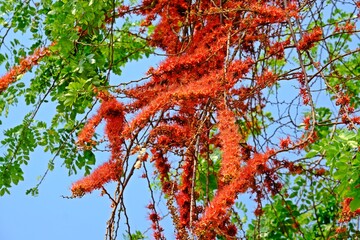 Monkey flower tree or Fire of Pakistan (Phyllocarpus septentrionalis), beautiful blooming red flowers on the tree in the garden.