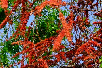 Monkey flower tree or Fire of Pakistan (Phyllocarpus septentrionalis), beautiful blooming red flowers on the tree in the garden.