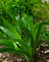 Blue iris flowers about to bloom growing on flowerbed