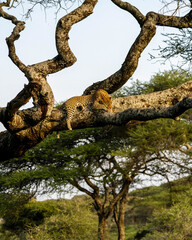 Fototapeta na wymiar Leopard (Panthera pardus) in Serengeti, Tanzania. Leopards tend to take their prey up in a tree. Leopards also typically rest their days in a tree, before hunting in the night.