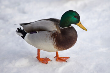 Obraz premium A colorful bird standing in the snow.