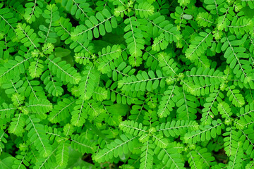Natural green leaf of tree background