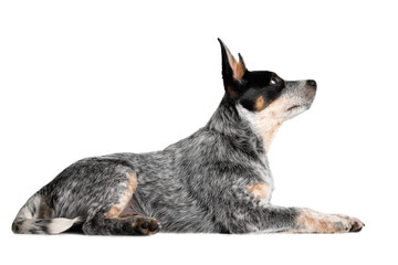blue australian cattle dog puppy lying down on white background - Powered by Adobe
