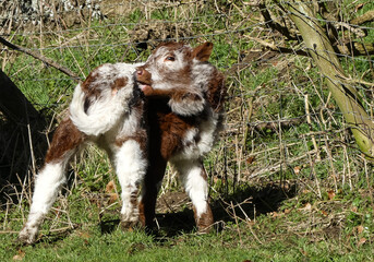 Adorable young English Longhorn calf turning to lick its back. Early Spring sunshine. Eye contact. In natural outdoor setting. Rough hedging, landscape image with space for text. Oxfordshire England. - 417343074