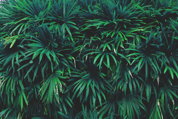 tropical palm leaf background, plant of bush in garden