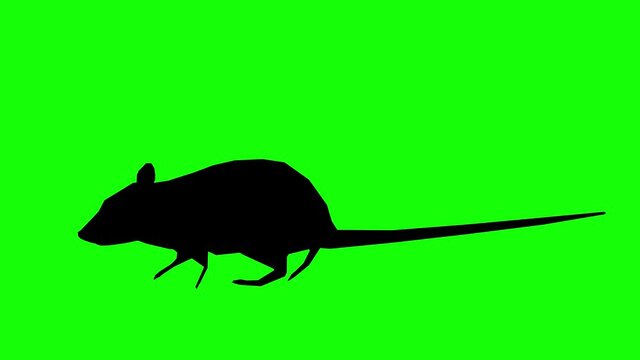 Silhouette of a rat walking, on green screen, side view. Animal silhouettes seamless loop 3D animation.
