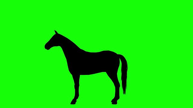 Silhouette of a horse rearing, pesade, stand up on its hind legs, on green screen, side view. Animal silhouettes seamless loop 3D animation.