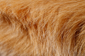 Fototapeta premium closeup brown hair of dog texture