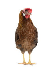 brown hen isolated on white background