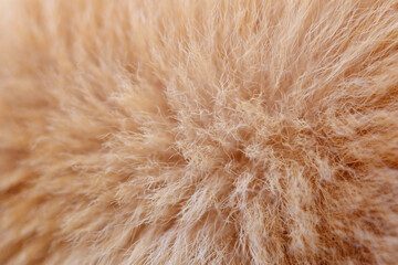 closeup brown hair of dog texture