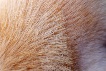 brown and white fur of dog texture