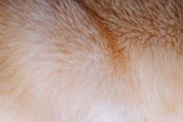 fur of dog texture, close up view