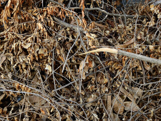 Pile of tree branches composition as a background texture