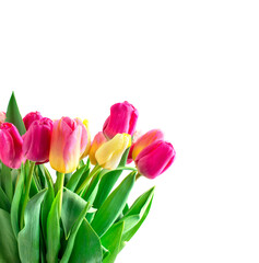Fototapeta premium Mix of tulips flowers on white background