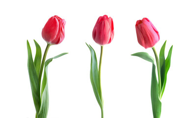 Red tulip flower isolated on white background