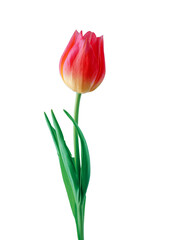 Red tulip flower isolated on white background