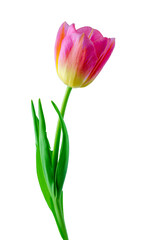 Pink tulip flower isolated on white background