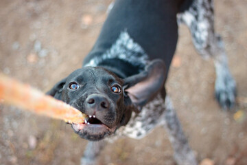 cute black and white shorthaired german pointer puppy playing tug of war