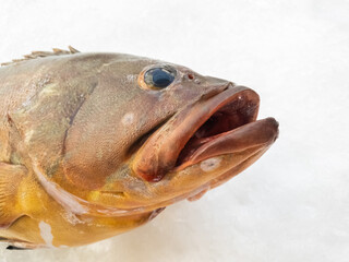 The Atlantic wreckfish, (Polyprion americanus), also known as the stone bass or bass groper in a fish market on ice,details close up.