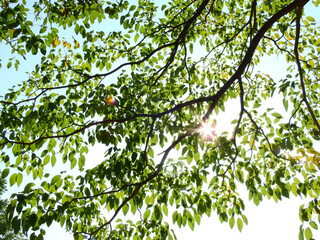 tree of spring season, green leaf on branch with sunlight