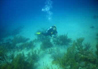 Fototapeta na wymiar underwater scuba divers, coral reef , caribbean sea