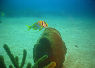 underwater scuba divers, coral reef , caribbean sea