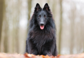 portrait of a beautiful purebred dog