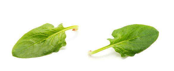 green spinach leaf on white background