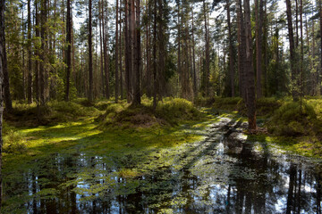 Podmokły las